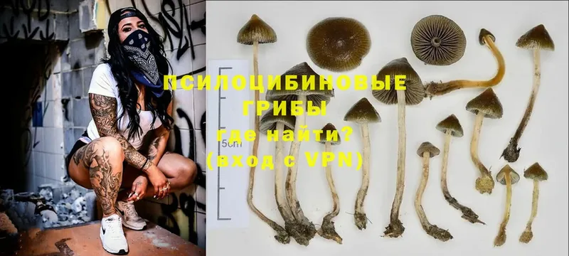 Галлюциногенные грибы Psilocybine cubensis  Истра 